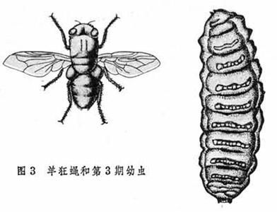 病理学的概述 虫咬伤 虫咬伤-病理概述，虫咬伤-致病方式