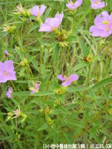 芸香科 芸香科-形态特征，芸香科-科属分类