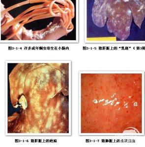 猪蛔虫病 猪蛔虫病 猪蛔虫病-猪蛔虫病病原，猪蛔虫病-猪蛔虫病流行病学