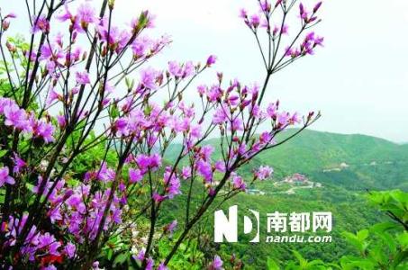 永州山花旅行社 永州山花旅行社-山花旅行社介绍，永州山花旅行社