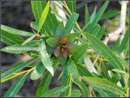 柳花茶 柳花茶-简介，柳花茶-古文中