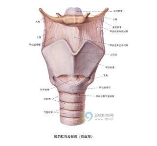 甲状软骨 甲状软骨-甲状软骨，甲状软骨-相关连接
