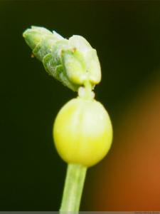 草珠子 草珠子-形态特征，草珠子-物种分布