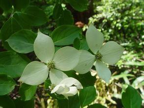 峨眉四照花 峨眉四照花-基本信息，峨眉四照花-植物形态