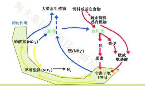 亚硝酸还原酶试剂盒 亚硝酸还原酶