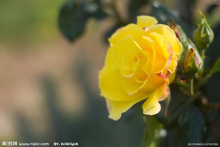 黄玫瑰 黄玫瑰简介  黄玫瑰 黄玫瑰简介 -花卉，黄玫瑰 黄玫瑰简
