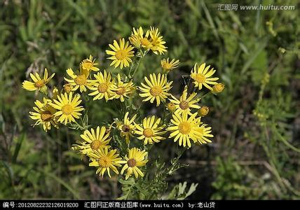 欧亚旋覆花 欧亚旋覆花-基本资料，欧亚旋覆花-形态特征