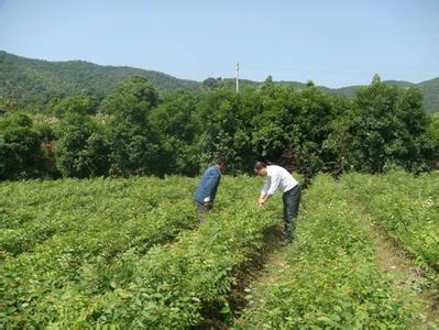 苗圃管理 苗圃管理-简介，苗圃管理-春季管理