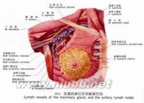 胸腺 胸腺-形态，胸腺-主要功能