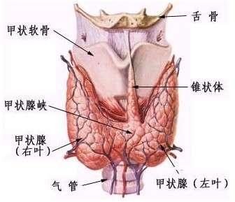 毒性结节性甲状腺肿 毒性结节性甲状腺肿-流行病学，毒性结节性甲