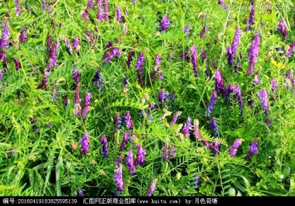 苜蓿 原产地 苜蓿花 苜蓿花-形态特征，苜蓿花-产地分布