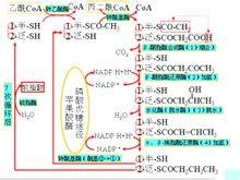 甘油三酯代谢 脂肪代谢 脂肪代谢-概论，脂肪代谢-甘油三酯代谢