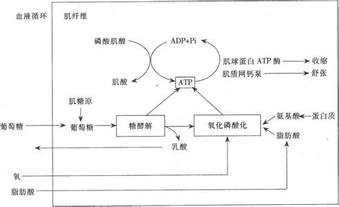 肌肉收缩 肌肉收缩-正文，肌肉收缩-分类