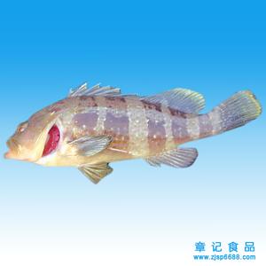 拟青石斑鱼 拟青石斑鱼-简介，拟青石斑鱼-形态特征