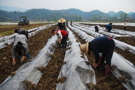 烟叶税 烟叶税 烟叶税-概述，烟叶税-主要内容