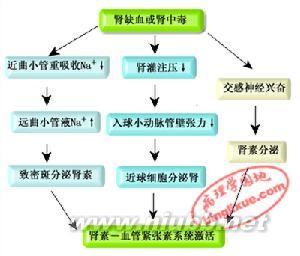 狐臭的病因与发病机理 急性肾功能衰竭 急性肾功能衰竭-病因，急性肾功能衰竭-发病机理