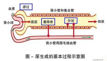 肾脏病学 肾脏病学-肾脏解剖及生理，肾脏病学-肾脏的功能