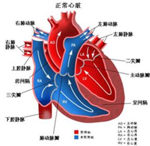 肺动脉 肺动脉-简介，肺动脉-结构