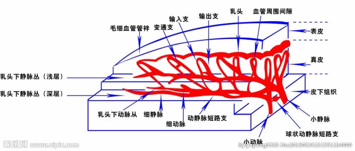 甲襞微循环反射图 甲襞