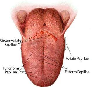 乳头点 乳头点-概述，乳头点-相关条目