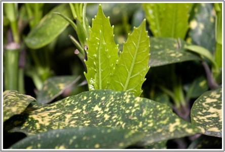 植物形态学 桃叶 桃叶-基本内容，桃叶-植物原形态