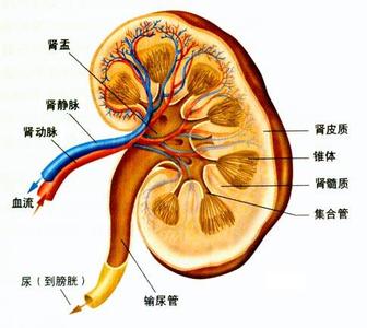 少尿的病因鉴别 少尿 少尿-简介，少尿-病因