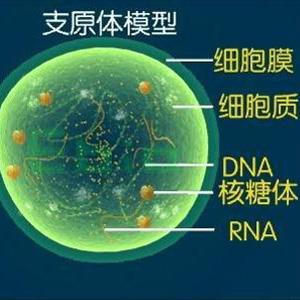 肺炎支原体 肺炎支原体-症状，肺炎支原体-传播