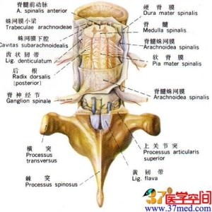 腰椎穿刺禁忌症 腰椎穿刺术 腰椎穿刺术-适应症，腰椎穿刺术-禁忌症