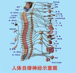 腹腔神经丛 腹腔神经丛-参考资料