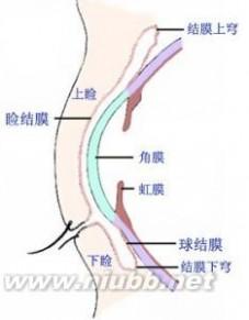 眼睑炎症 眼睑炎症-概述，眼睑炎症-分类