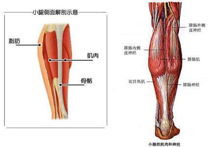 五岳名称及五岳简介 腓肠肌 腓肠肌-简介，腓肠肌-英语名称