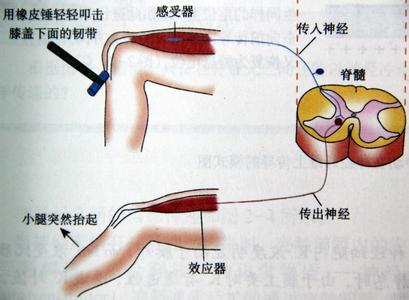 光的反射定义 反射 反射-定义，反射-动物反射