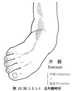 腓骨和胫骨的位置图 腓骨 腓骨-位置，腓骨-释义