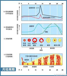 性激素检查最佳时间 性激素 性激素-基本术语，性激素-性激素检查时间