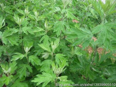 草本植物形态特征 艾蒿[植物] 艾蒿[植物]-形态特征，艾蒿[植物]-生长环境