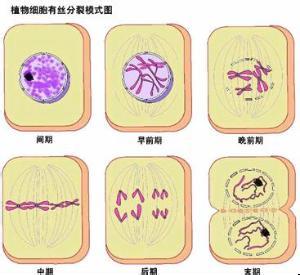 红军长征的过程概述 有丝分裂 有丝分裂-概述，有丝分裂-过程