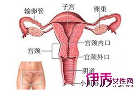 子宫位置 子宫 子宫-简介，子宫-位置