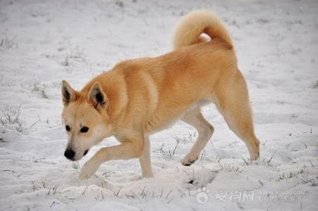 档案用途 卡南犬 卡南犬-档案资料，卡南犬-用途变化