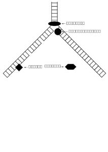 《DNA的复制》 《DNA的复制》-《DNA的复制》―标准信息，《DNA的