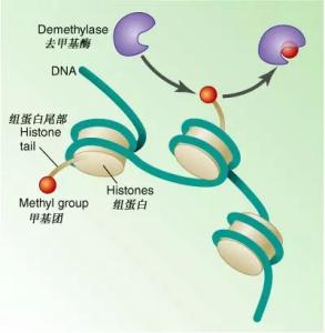 染色质 染色质-发现过程，染色质-成分