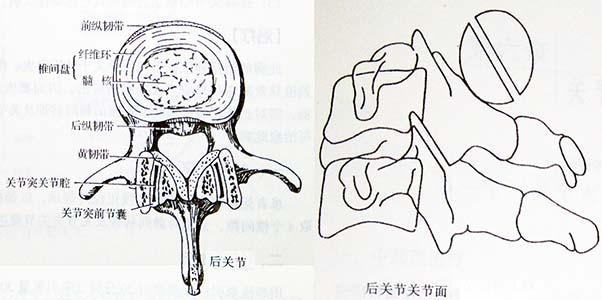 颈椎脱位 颈椎半脱位 颈椎半脱位-发病机理，颈椎半脱位-检查方法