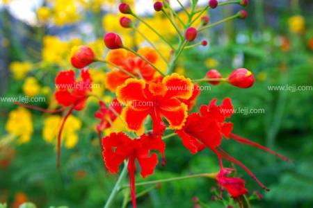 金凤花花语 金凤花花语是什么，金凤花图片