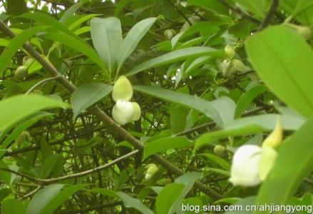 蛇蝎夜合花图片 夜合花图片，夜合花如何种植