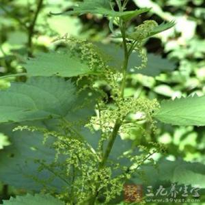 麦麸 麦麸草根