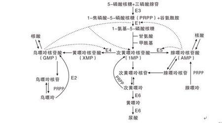 嘌呤代谢紊乱 嘌呤代谢紊乱 嘌呤代谢紊乱-内容，嘌呤代谢紊乱-配图