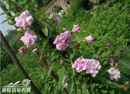 牡丹 花卉  牡丹 花卉 -植物学史，牡丹 花卉 -生长环境