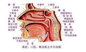 鼻咽癌 鼻咽癌-概述，鼻咽癌-病因