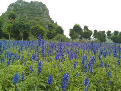 南宁花花大世界 南宁花花大世界-简介，南宁花花大世界-主要景点