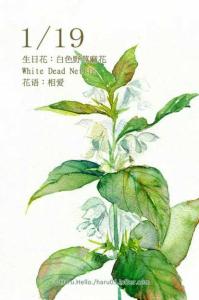 野麻花 野麻花-简介，野麻花-分布及特点