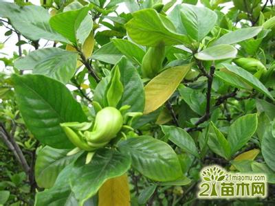 栀子花种籽怎么种植 栀子花室内养殖种植技巧介绍